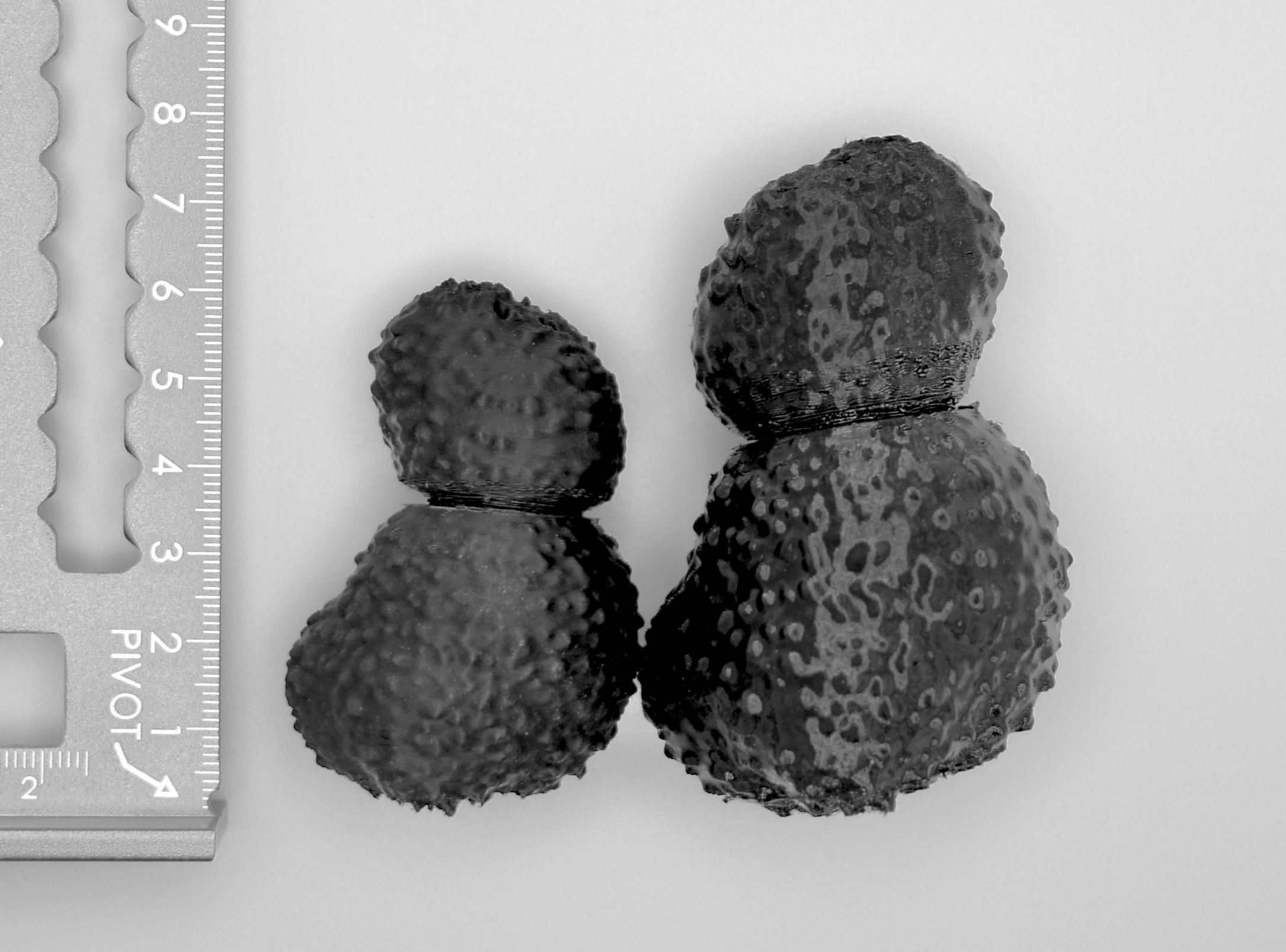 Große und klein Dummy